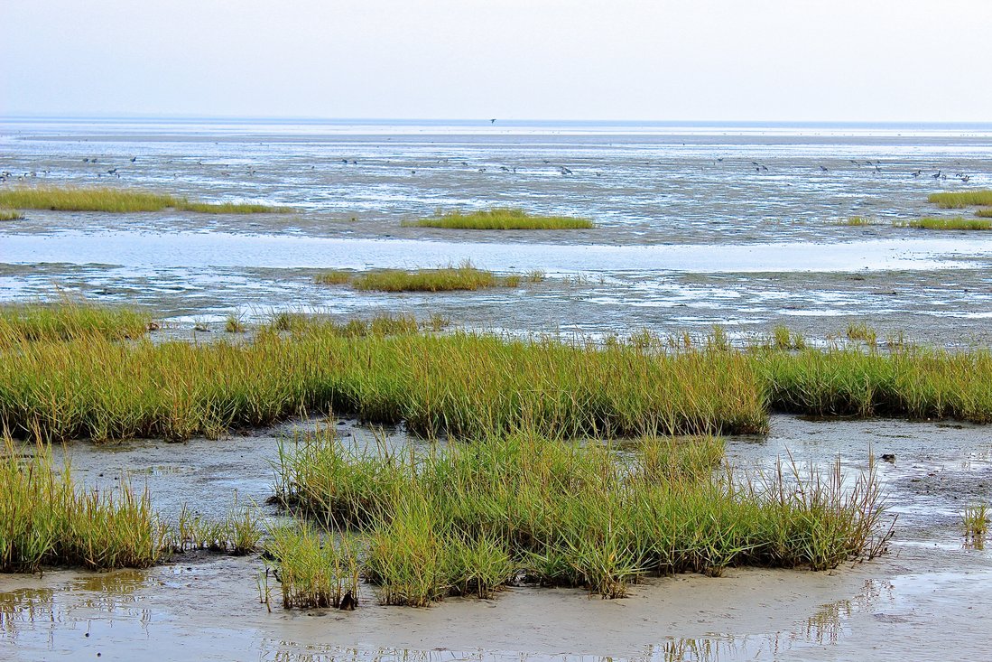 Kleine Queller-Inseln im Nordsee Watternmeer bei Ebbe.Bild von Kerstin Herrmann auf Pixabay.