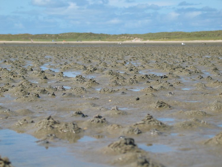 Sandhäufchen vom Wattwurm im Sandwatt