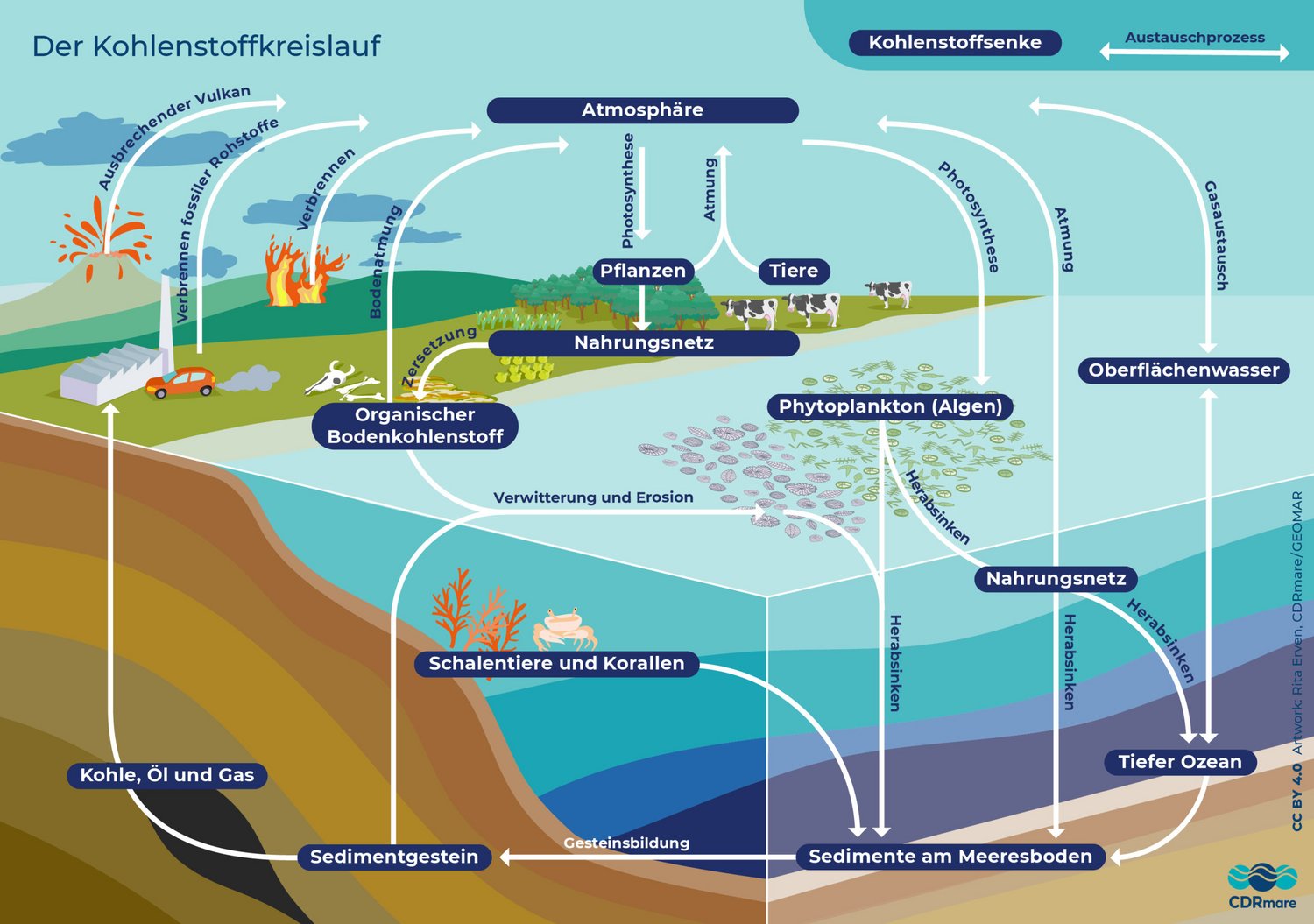 Infografik zum Kohlenstoffkreislauf.