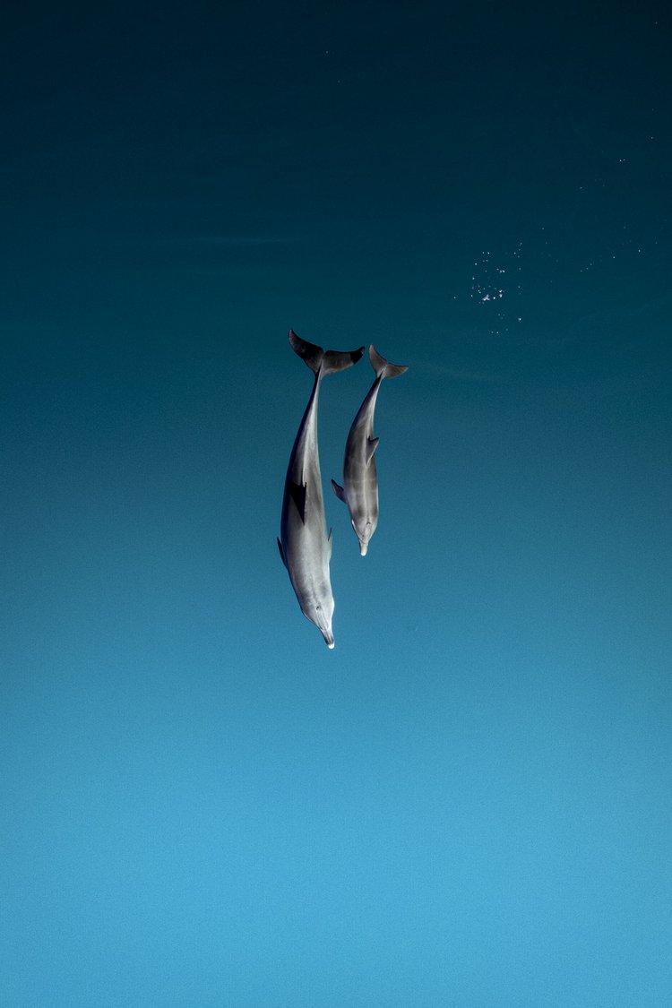 Delfine in der Shark Bay, Westaustralien