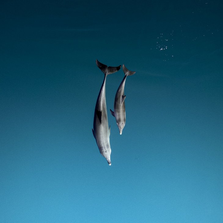 Delfine in der Shark Bay, Westaustralien