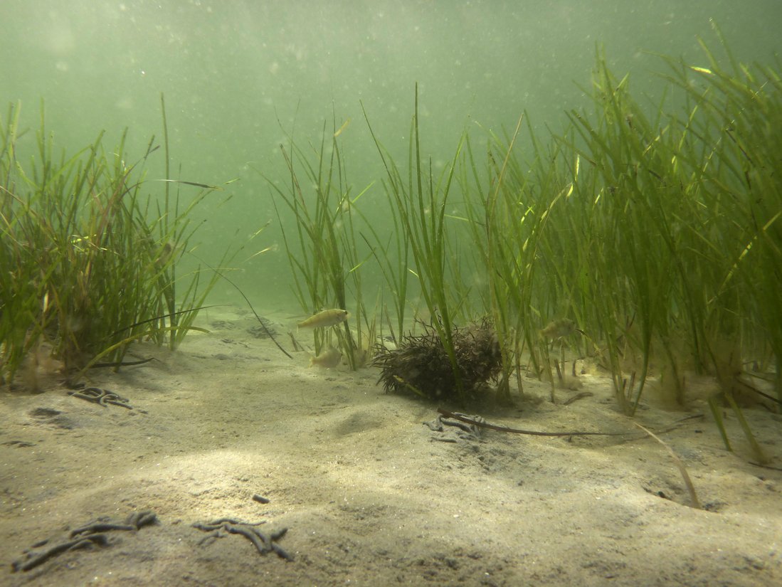 Unterwasser Seegraswiese in der Eckernförder Bucht. Jan Dierking, GEOMAR