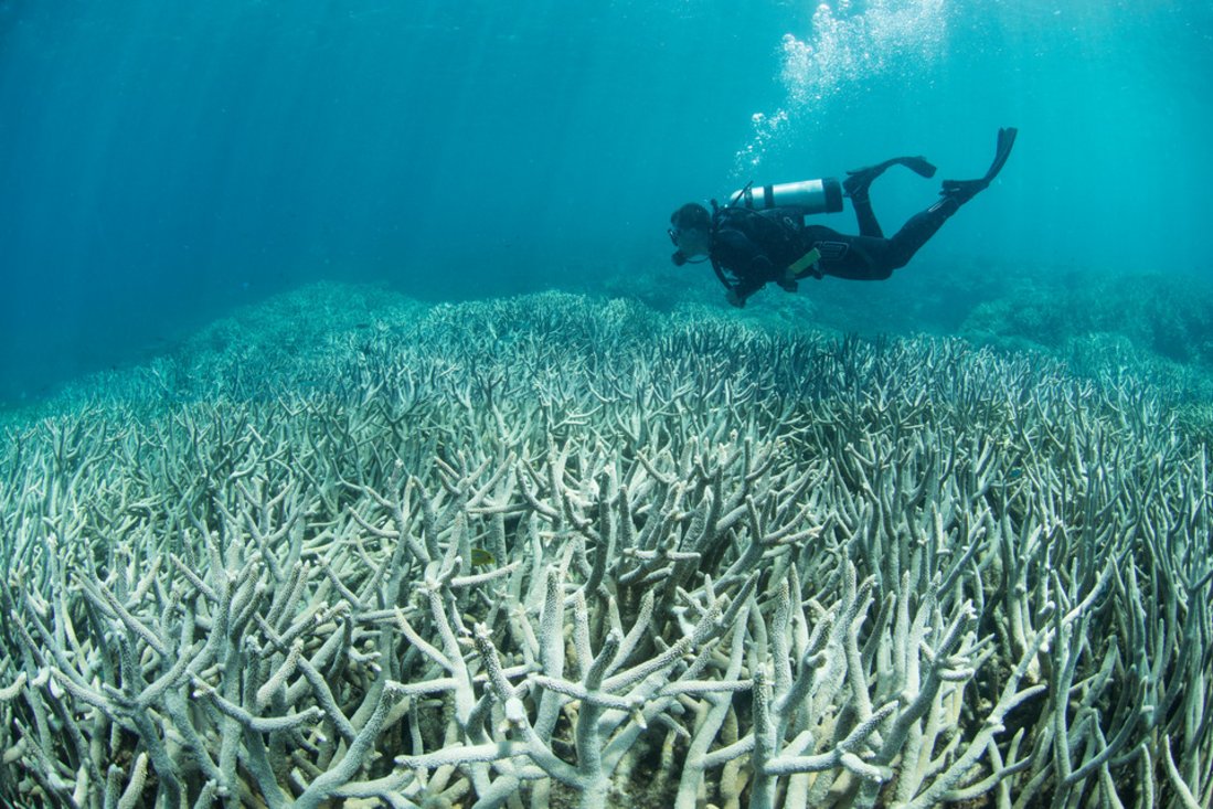 A diver swims over coral reefs that are not colorful, but completely white due to coral bleaching. This image was taken off Heron Island in the Great Barrier Reef in 2015.