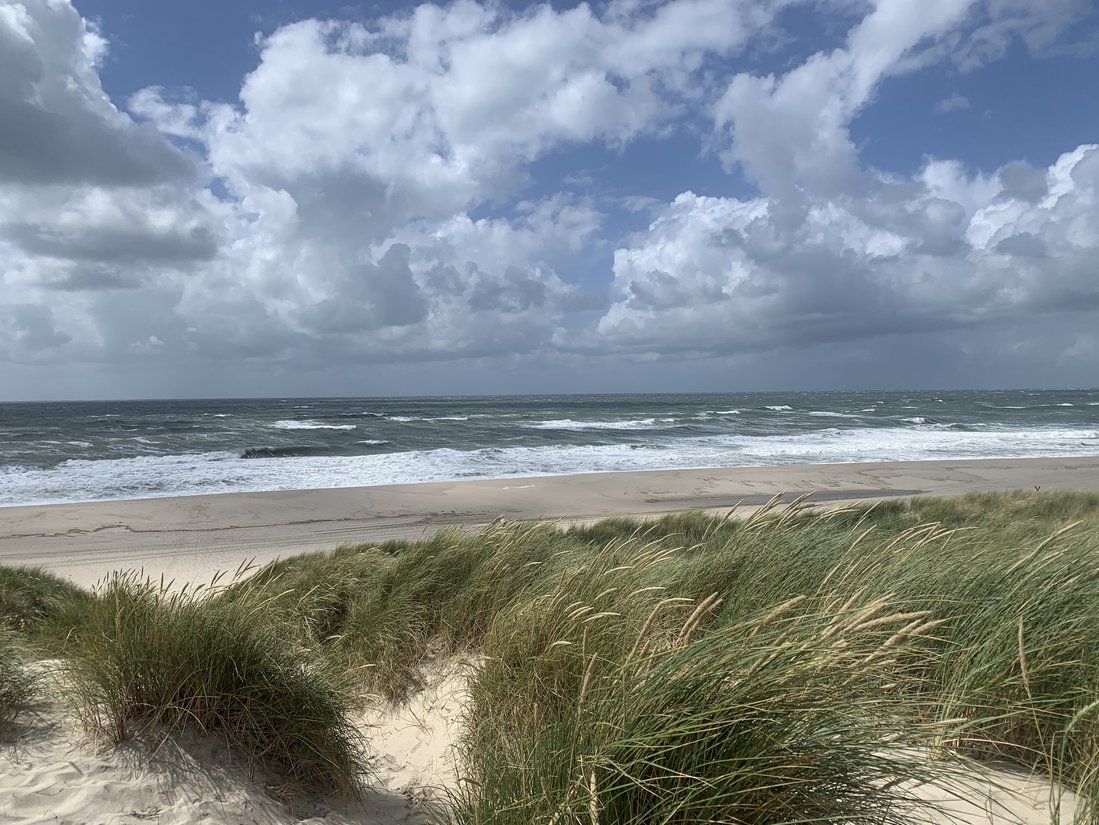 Strandhafer wächst auf Sanddünen am Meer