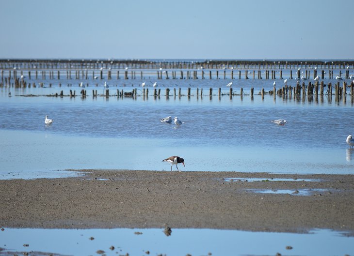 Wattenmeer in der Nordsee. Im Vordergrund sind einige Vögel zu sehen wie Austernfischer. Im Hintergrund sind Buhnen.