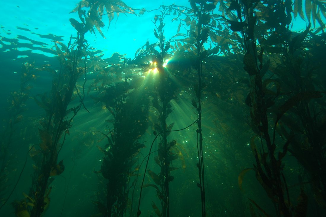 Large algae in light-flooded water. Photographed from below.