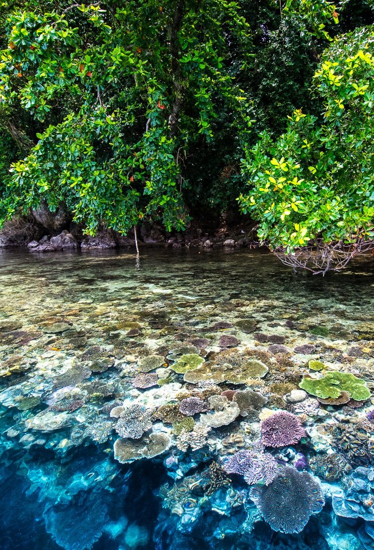 Mangroven und Korallen, Kimbe Bay, Papua-Neuguinea