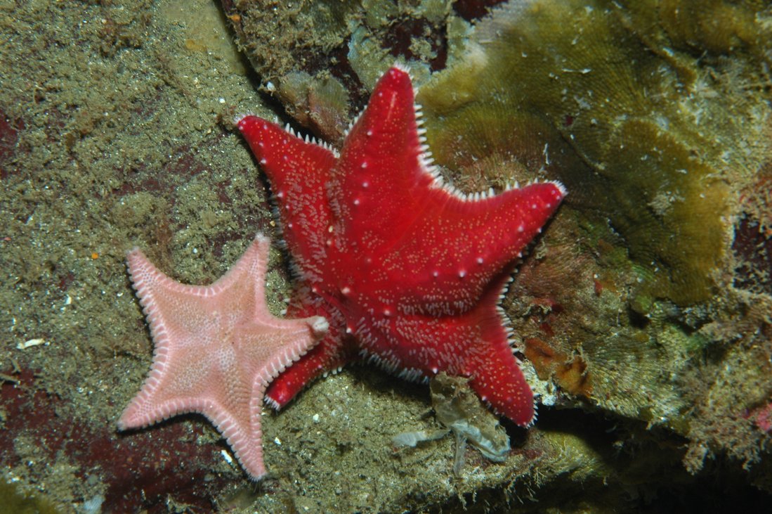 Starfish lying on the seabed