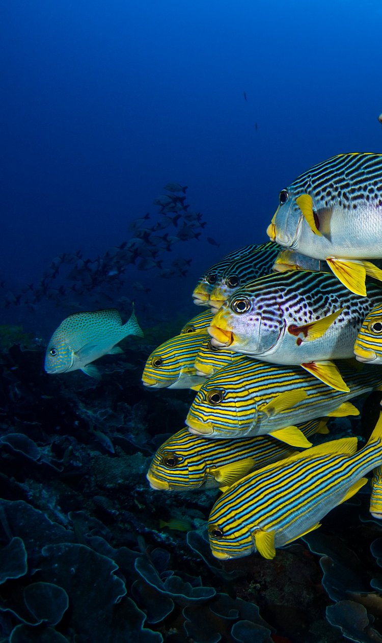 Süßlippen in Raja Ampat, Indonesien