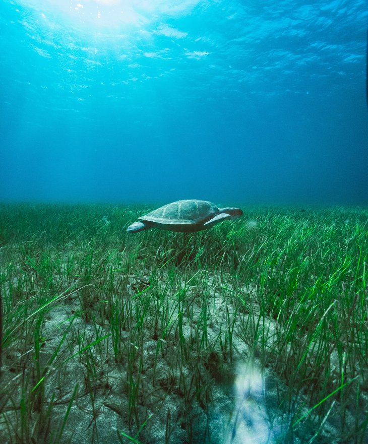 Grüne Meeresschildkröte schwimmt über eine Seegraswiese am Meeresboden in Abades, Teneriffa, Spanien. Liam McGuire / Ocean Image Bank