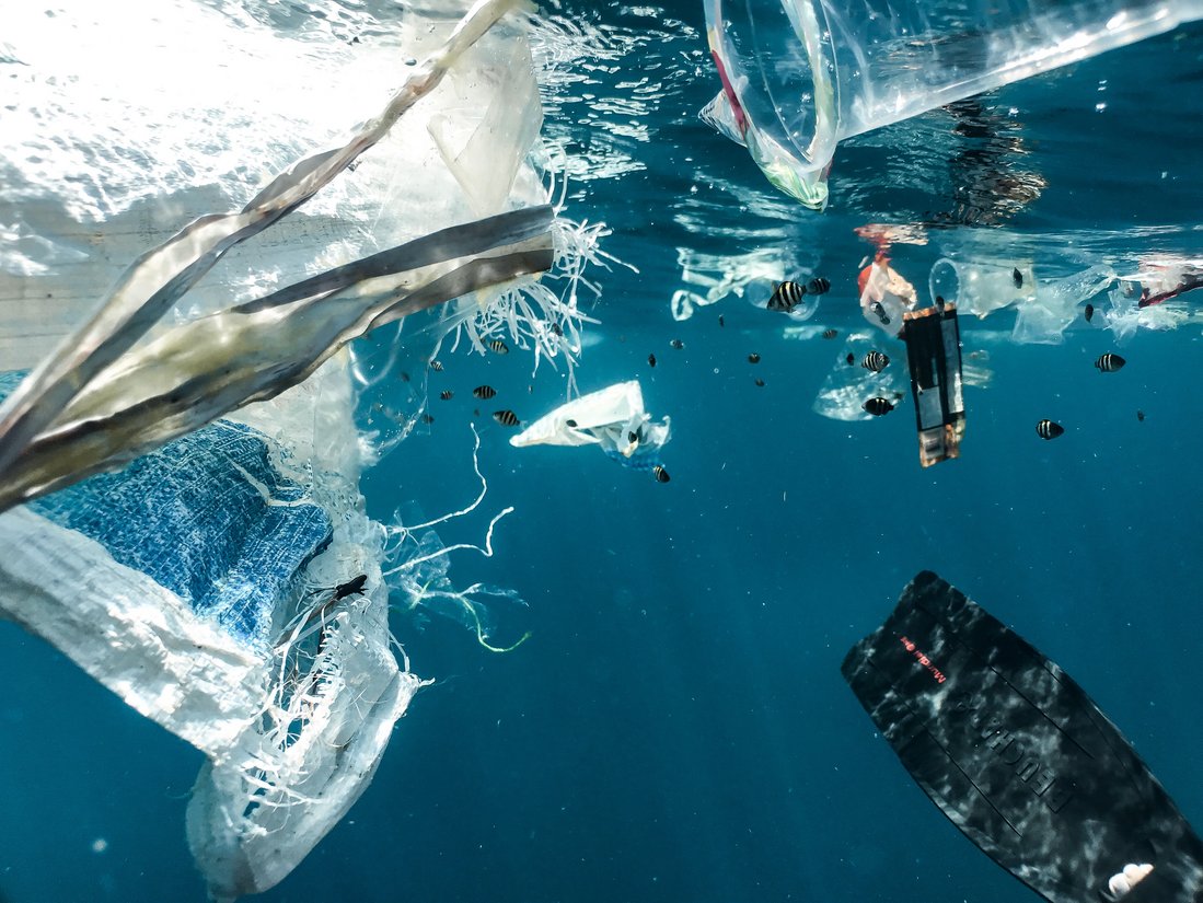 Junge Fische schwimmen in Plastik. Naja Bertolt Jensen / Ocean Image Bank.