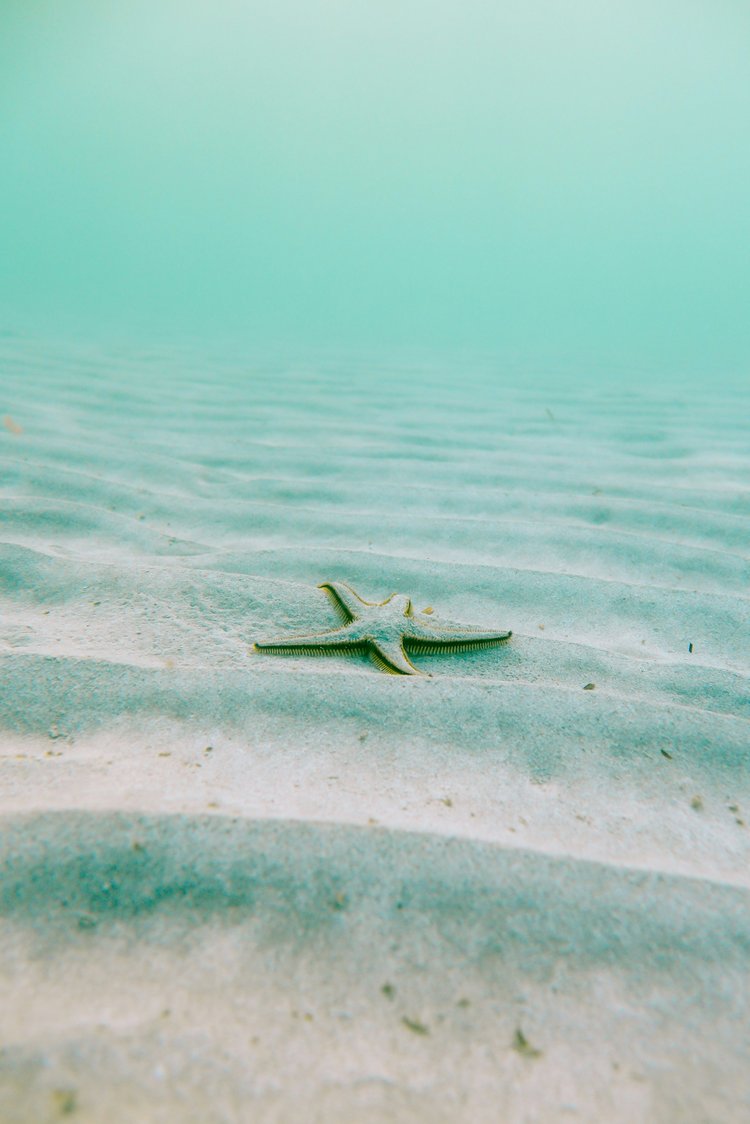 Weißer Seestern auf wand Tagsüber unter Wasser - Majorca, Spanien.