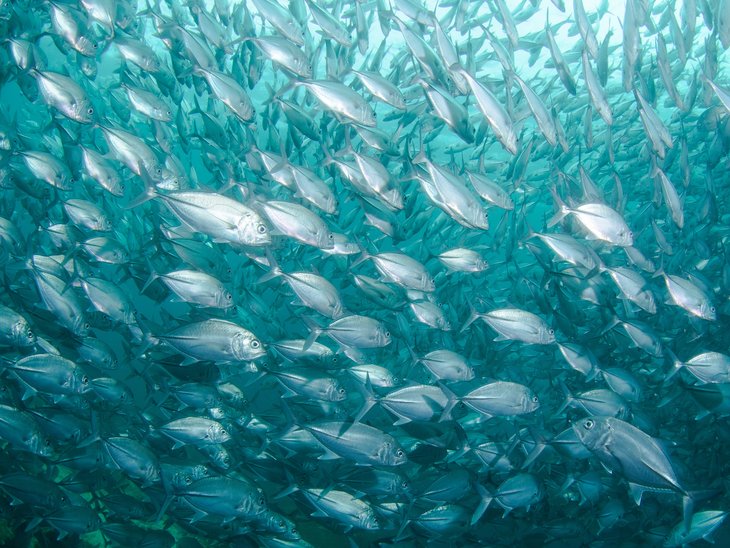 fish swarm