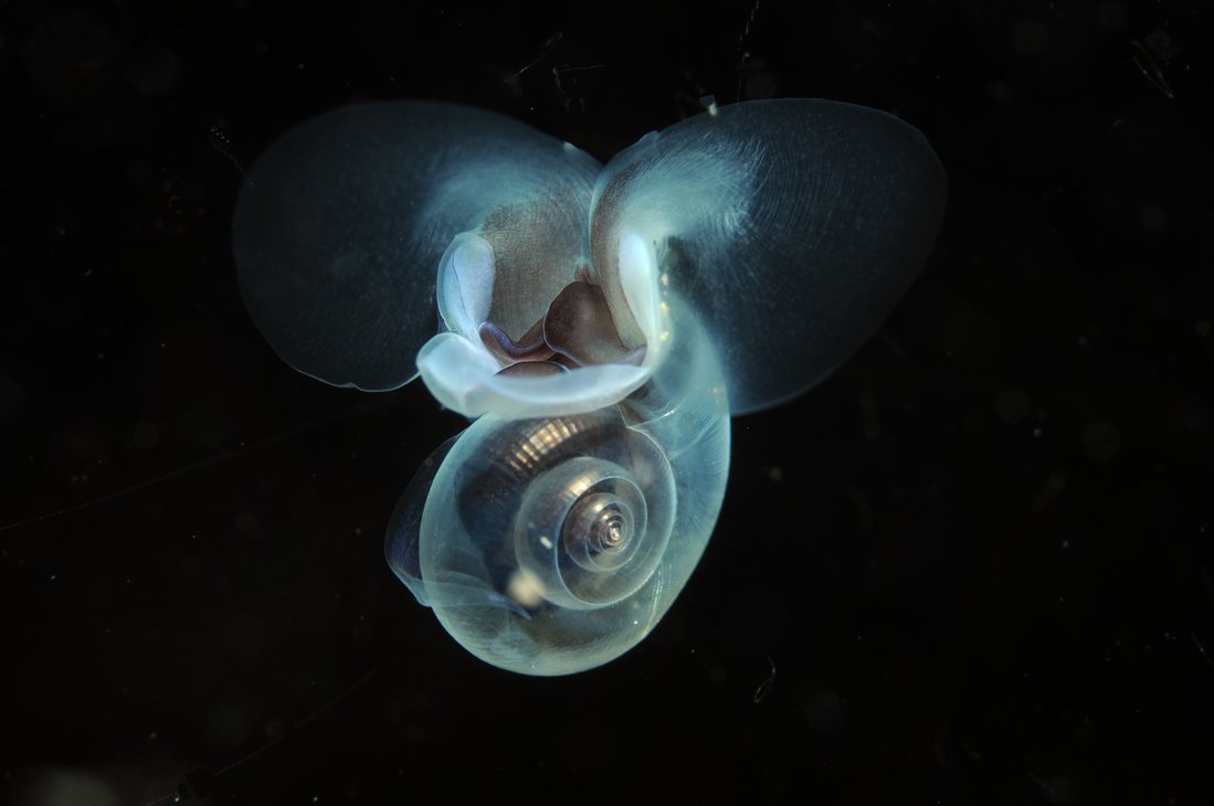 Close-up of a pteropod sea snail