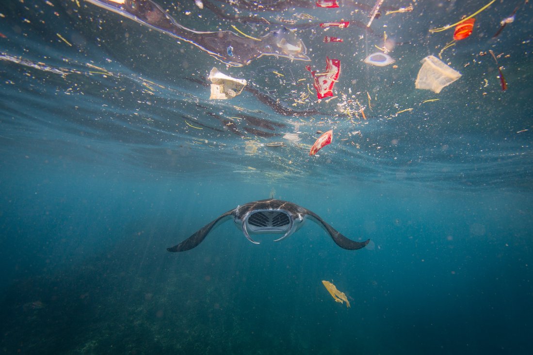 Ein Mantarochen schwimmt im Meer, umgeben von Plastikmüll wie Tüten und Flaschen.