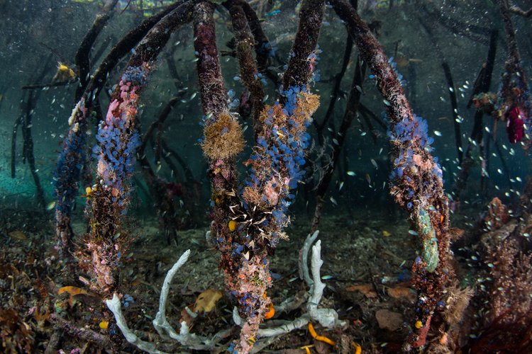 Auf den Stützwurzeln eines Mangrovenwaldes in Raja Ampat, Indonesien, wuchert das Meeresleben. Diese abgelegene, tropische Region im Korallendreieck ist für ihre spektakuläre Sammlung von Meereslebewesen bekannt.