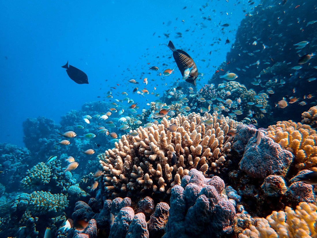 Im Vordergrund sind bunte Korallen zu sehen, im Hintergrund sind dunklere Felsen. Über den Korallen schwimmen verschiedene Fische.