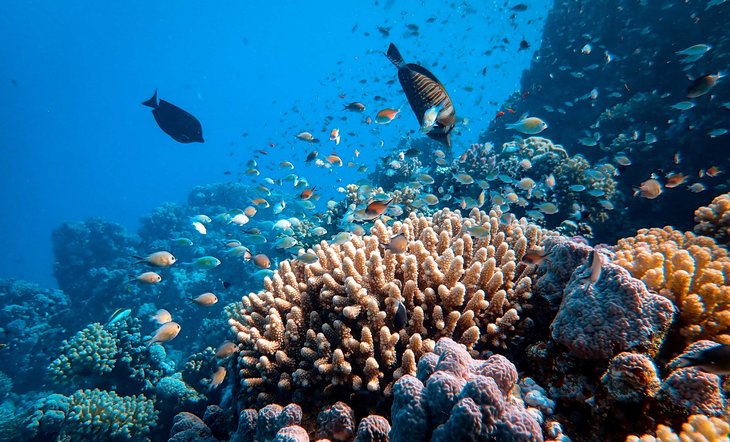 Im Vordergrund sind bunte Korallen zu sehen, im Hintergrund sind dunklere Felsen. Über den Korallen schwimmen verschiedene Fische.