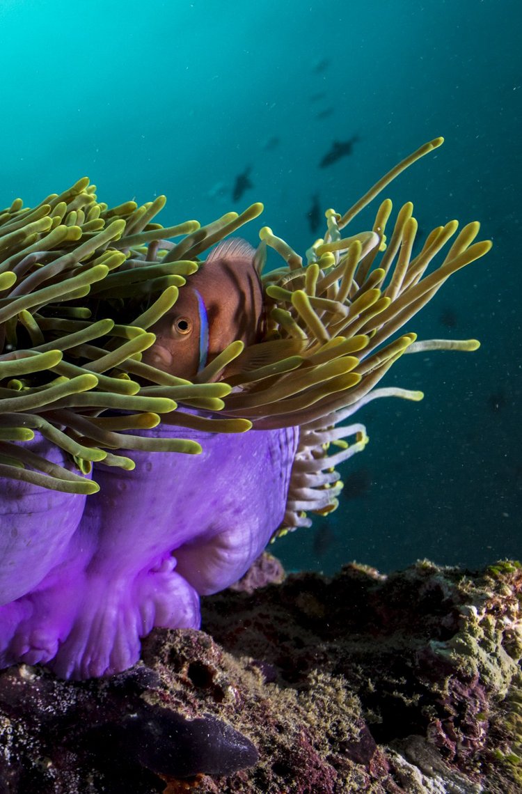 Clownfisch in Anemone, Malediven