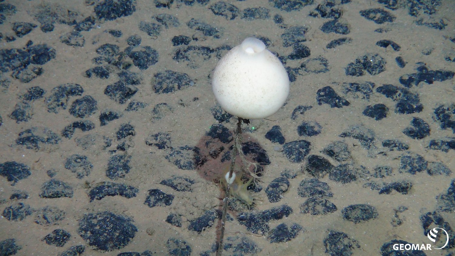 Glas sponge A white sponge shaped like a glass in a manganese nodule field.